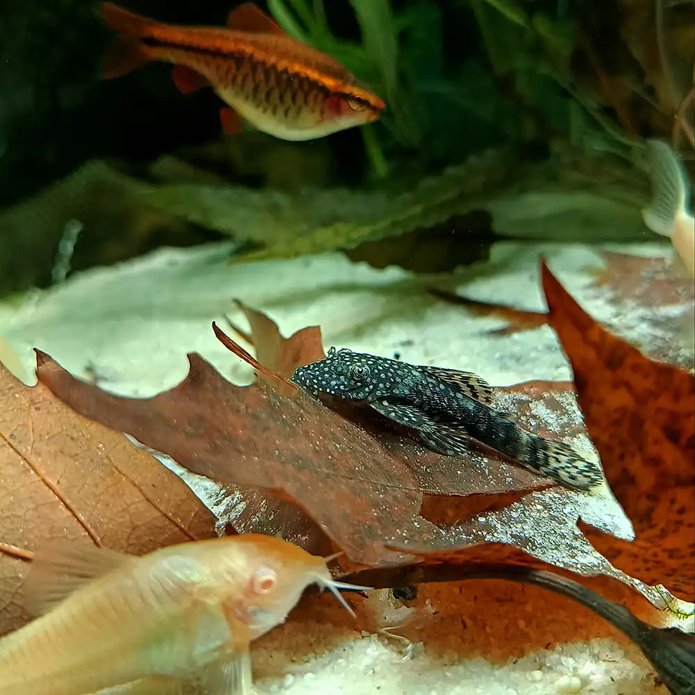 Welse am Aquariumboden