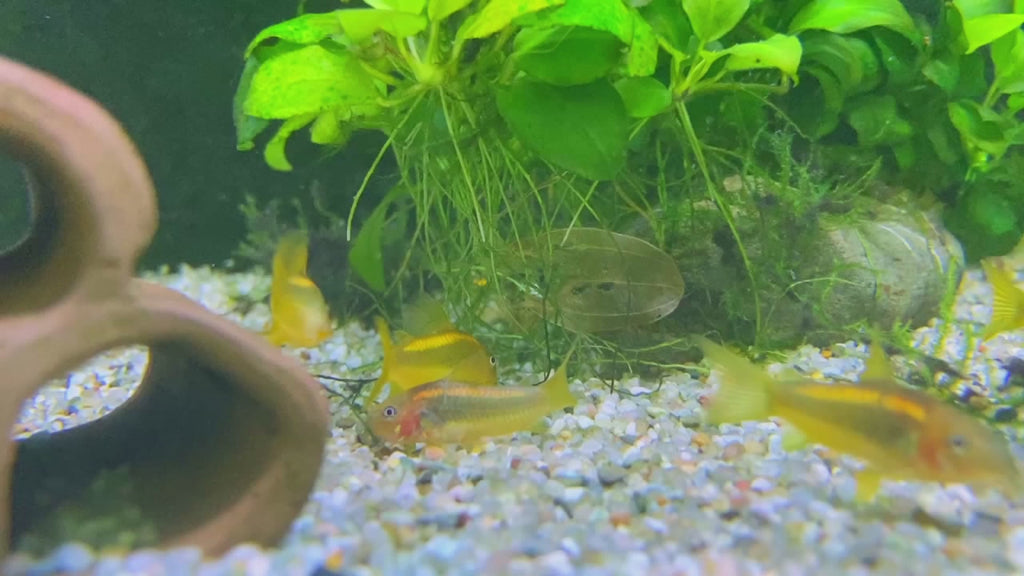 Neon-Goldstreifenpanzerwels (CW10) - Osteogaster aenea