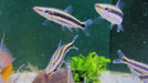 Goldstreifen-Kopfsteher - Anostomus ternetzi