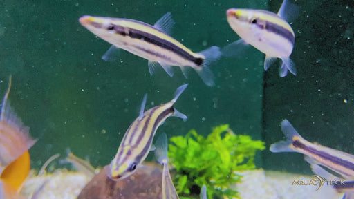 Goldstreifen-Kopfsteher - Anostomus ternetzi