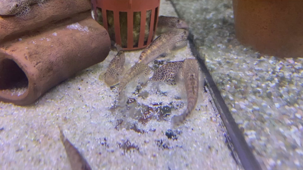 Zebrastreifen / Fangs Flossensauger - Pseudogastromyzon fangi