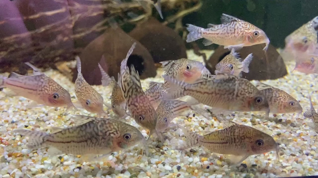 Netzpanzerwels - Brochis (Corydoras) reticulatus