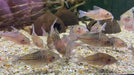 Netzpanzerwels - Brochis (Corydoras) reticulatus