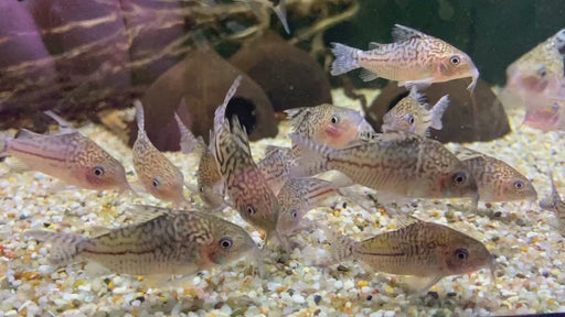 Netzpanzerwels - Brochis (Corydoras) reticulatus