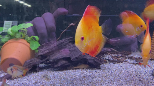 NEU! - Diskus RED MONK - Symphysodon aequifasciatus