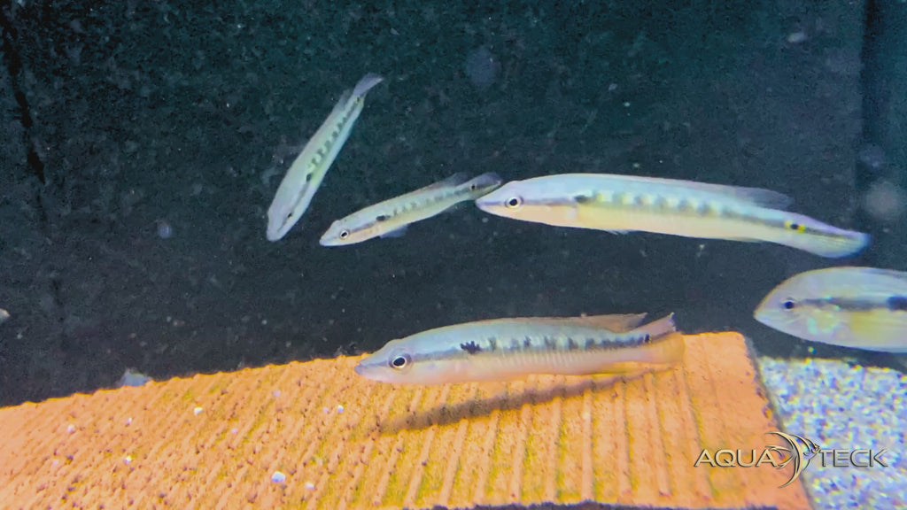 Svens Hechtbuntbarsch (WF) - Saxatilia (Crenicichla) sveni