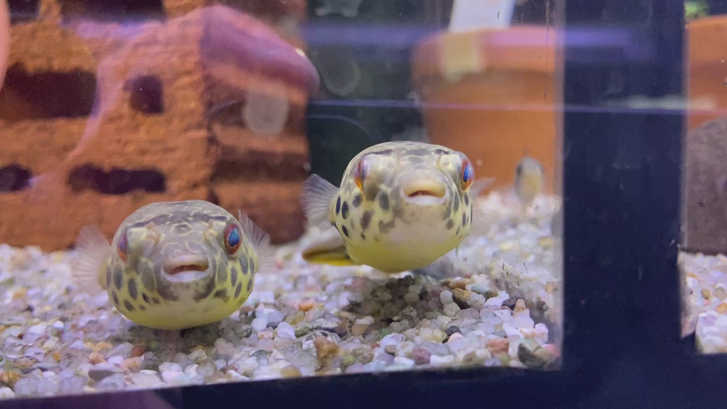 Leopardkugelfisch (XL) - Tetraodon schoutedeni