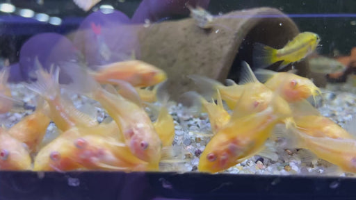 Hoplisoma (Corydoras) paleatum albino