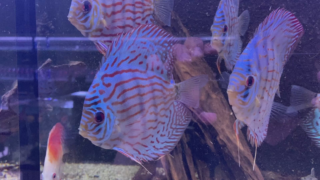 Diskus Brillant-Türkis - Symphysodon aequifasciatus