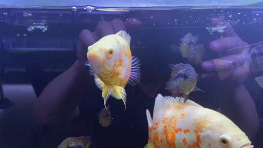 Tiger Oskar Albino Pfauenaugenbuntbarsch (XL) - Astronotus ocellatus albino