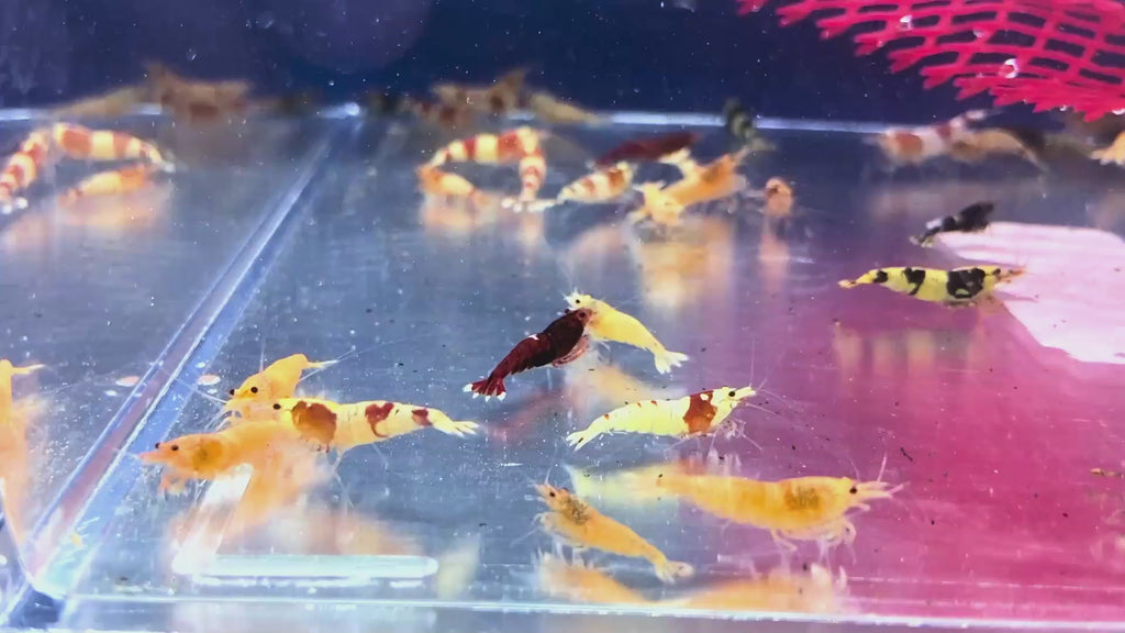 Caridina-Mix - Caridina sp.