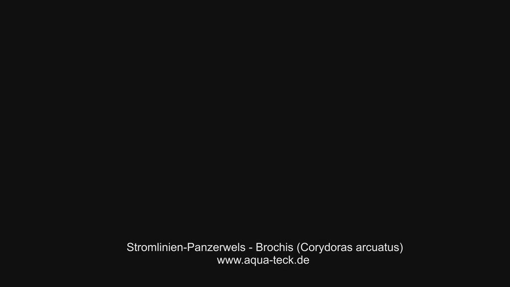 Stromlinienpanzerwels (WF)  XL - Brochis (Corydoras) arcuatus