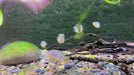 Erbsenkugelfisch XXL - Carinotetraodon travancoricus