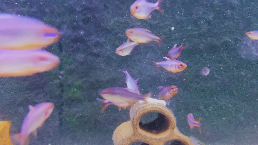 Brombeersalmler - Hyphessobrycon wadai