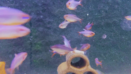 Brombeersalmler - Hyphessobrycon wadai
