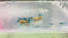 Blue Jelly Garnele - Neocaridina davidi