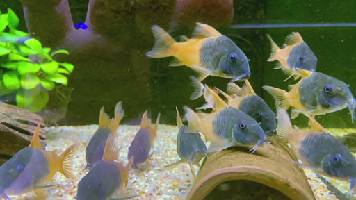 CW217 Rio Tomo Panzerwels - Hoplisoma sp. aff. concolor Rio Tomo CW217