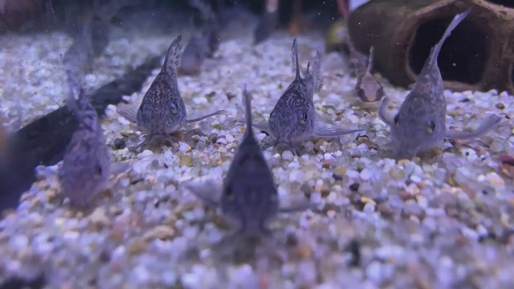 Marmorierter Panzerwels Highfin - Hoplisoma (Corydoras) paleatum