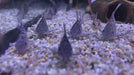 Marmorierter Panzerwels Highfin - Hoplisoma (Corydoras) paleatum