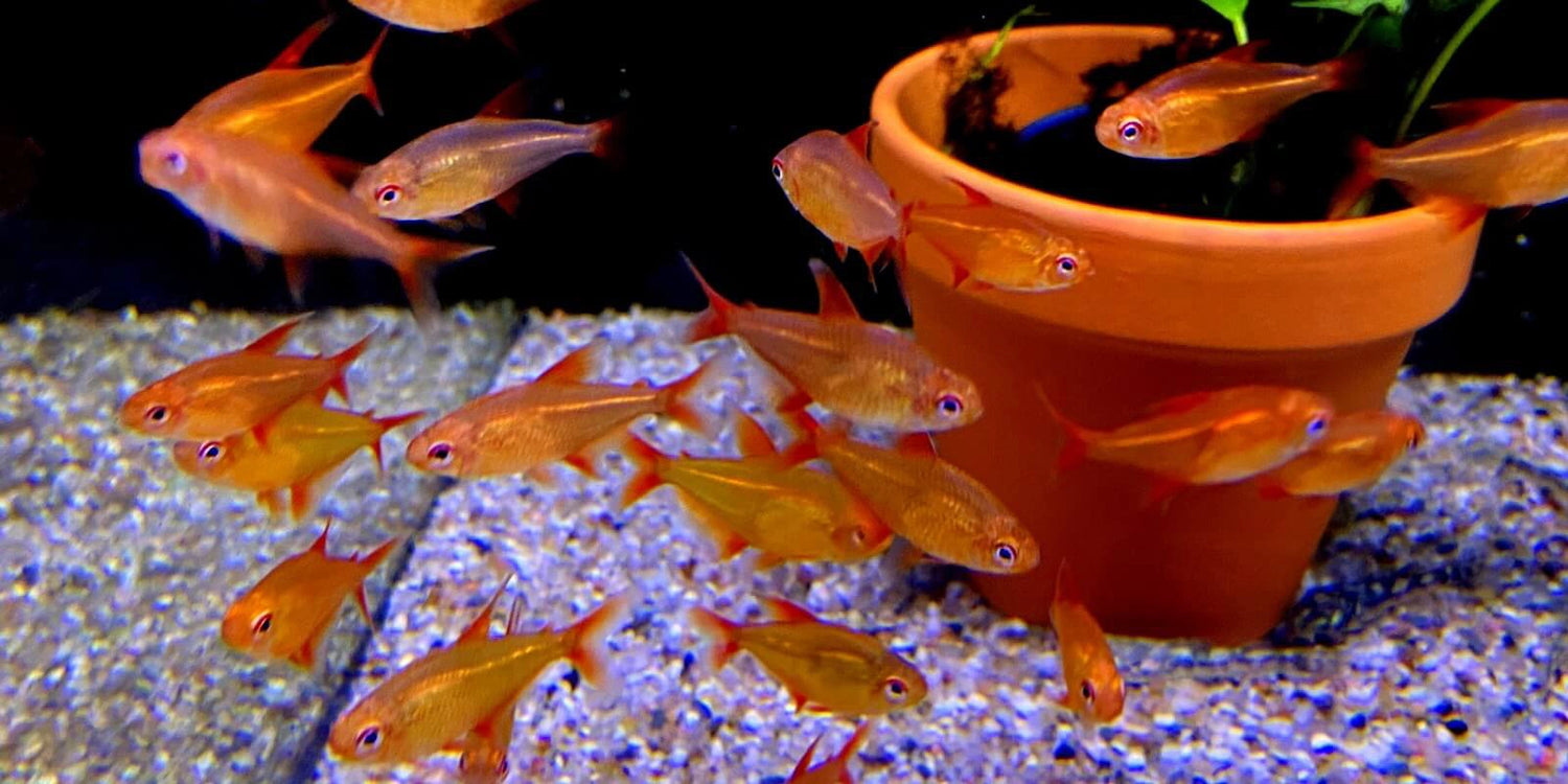 Großer Schwarm orange-roter Feuersalmler schwimmt über Kies und um einen Tonpflanztopf im Aquarium