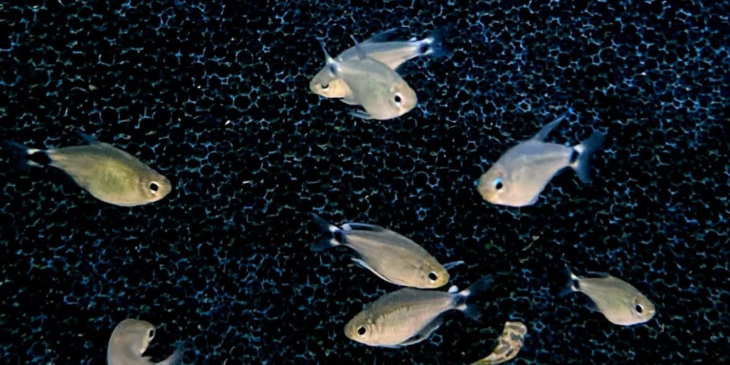 Kleiner Schwarm silbrig-olivfarbener Fische mit dunklen Schwanzflossen schwimmt vor einem schwarzen Filterschwamm im Aquarium