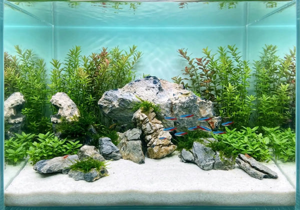 Aquascape mit hellen Steinen, Moos und Neonsalmlern auf weißem Sand vor dichter Hintergrundbepflanzung