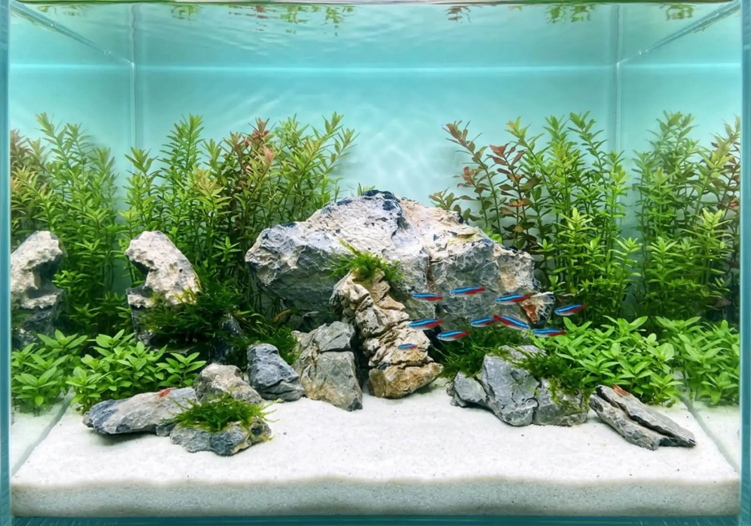 Aquascape mit hellen Steinen, Moos und Neonsalmlern auf weißem Sand vor dichter Hintergrundbepflanzung