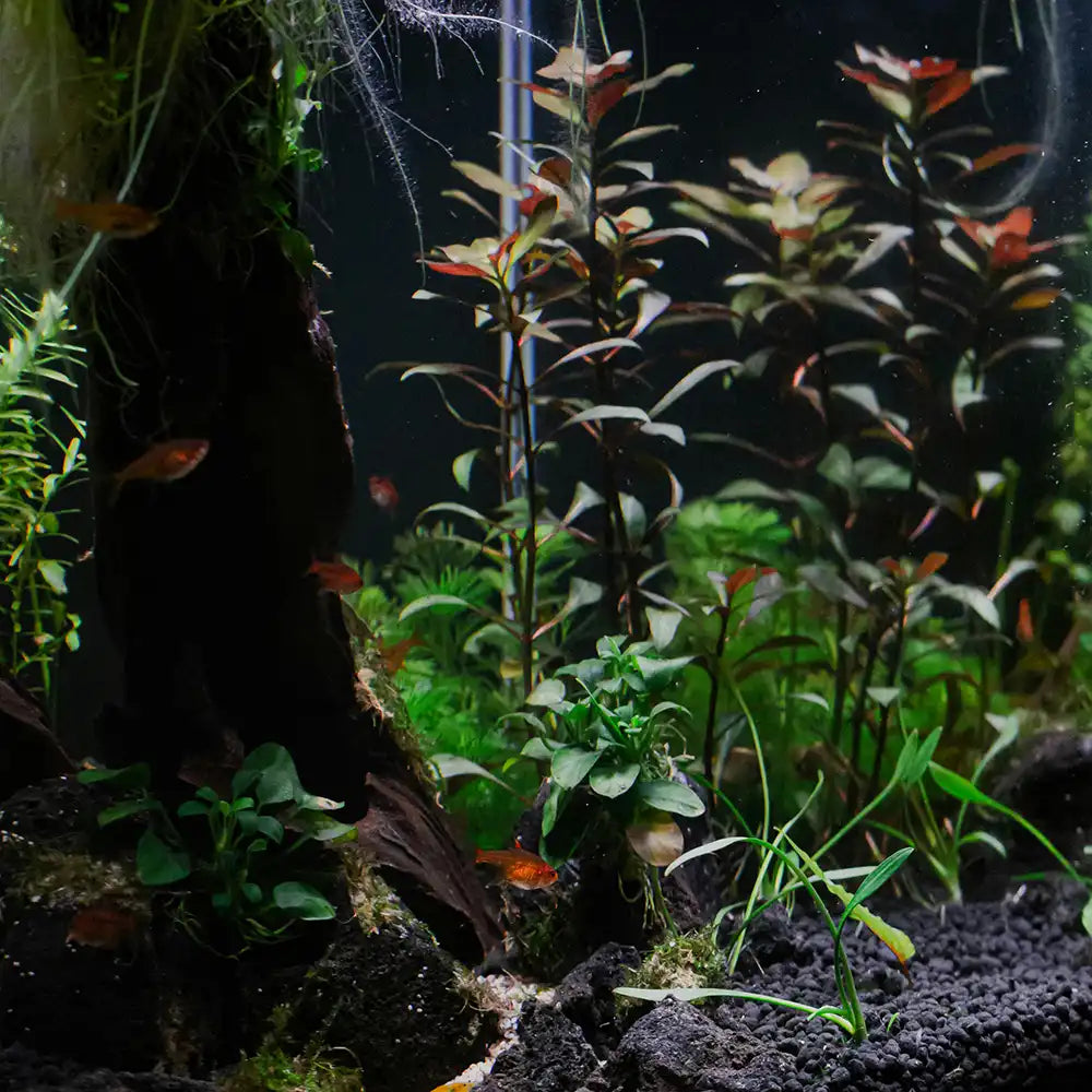 Aquarium mit verschiedenen Wasserpflanzen