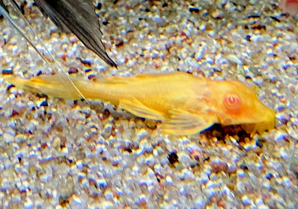 Albino Wabenschilderwels - Pterygoplichthys gibbiceps