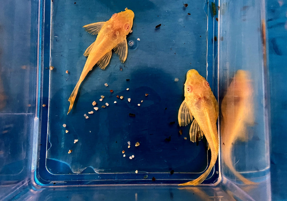 Albino Wabenschilderwels - Pterygoplichthys gibbiceps