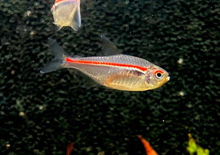 Amapa-Salmler - Hyphessobrycon amapaensis image
