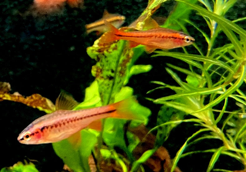 Bitterlingsbarbe - Puntius titteya
