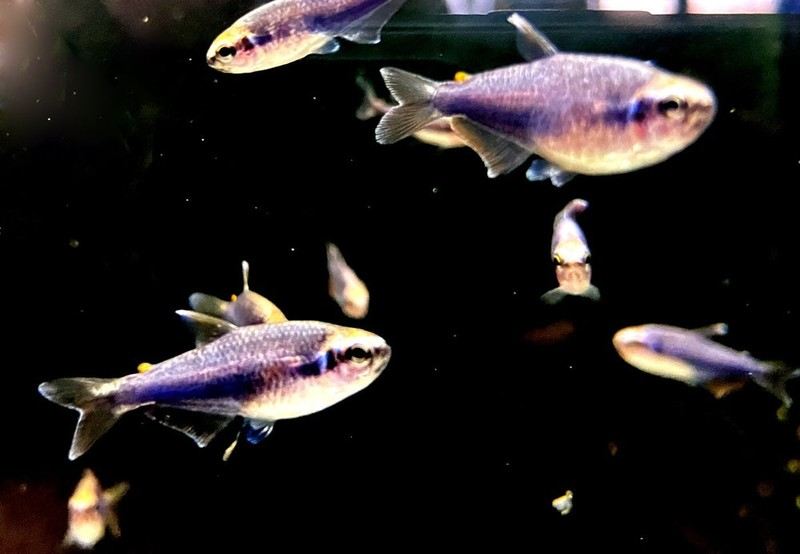 Blauer Königssalmler - Inpaichthys kerri SUPER BLUE aqua-teck