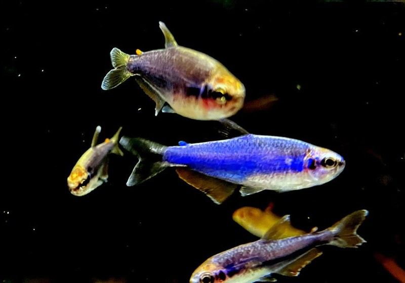 Blauer Königssalmler - Inpaichthys kerri SUPER BLUE aqua-teck