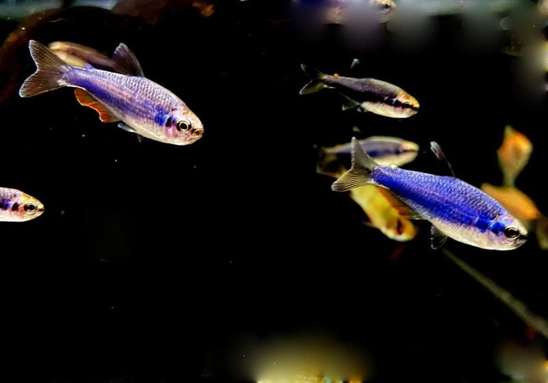 Blauer Königssalmler - Inpaichthys kerri SUPER BLUE aqua-teck