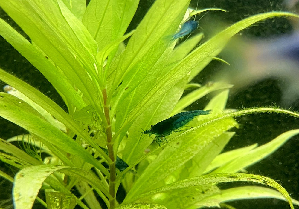 Blue Velvet Garnele - Neocaridina davidi