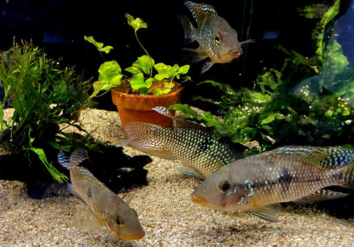 zzz SONDERPREIS - 7er-Gruppe - Brasil-Perlmutt-Buntbarsch - Geophagus „brasiliensis“ aqua-teck
