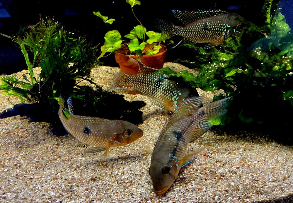 zzz SONDERPREIS - 7er-Gruppe - Brasil-Perlmutt-Buntbarsch - Geophagus „brasiliensis“ aqua-teck