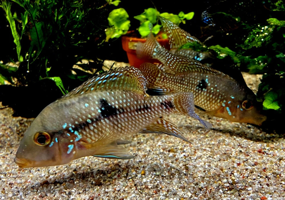 zzz SONDERPREIS - 7er-Gruppe - Brasil-Perlmutt-Buntbarsch - Geophagus „brasiliensis“ aqua-teck