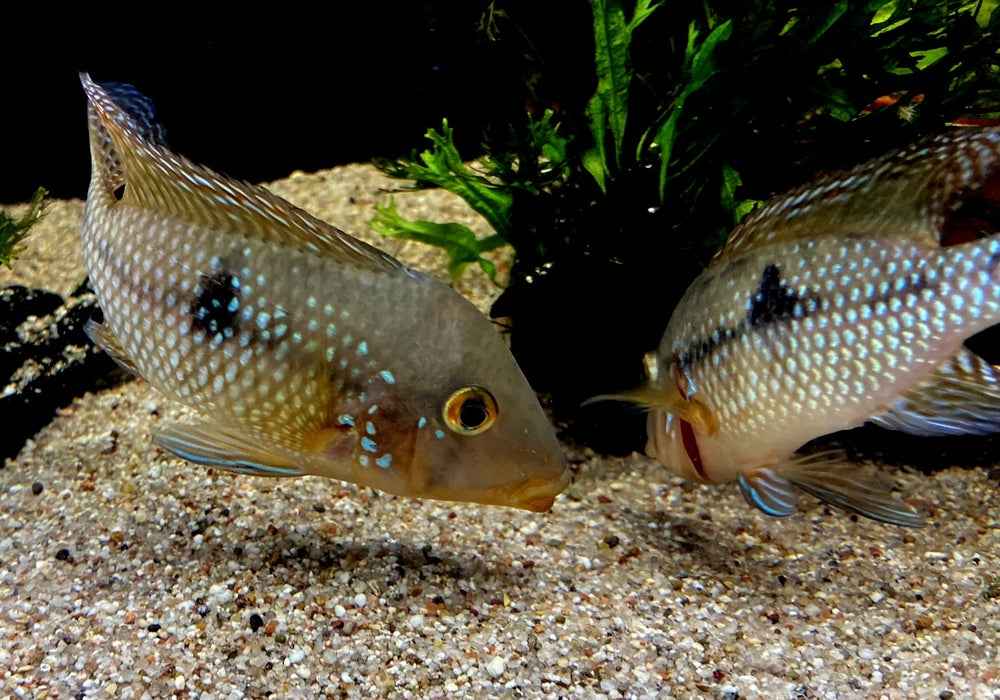 zzz SONDERPREIS - 7er-Gruppe - Brasil-Perlmutt-Buntbarsch - Geophagus „brasiliensis“ aqua-teck