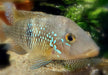 zzz SONDERPREIS - 7er-Gruppe - Brasil-Perlmutt-Buntbarsch - Geophagus „brasiliensis“ aqua-teck