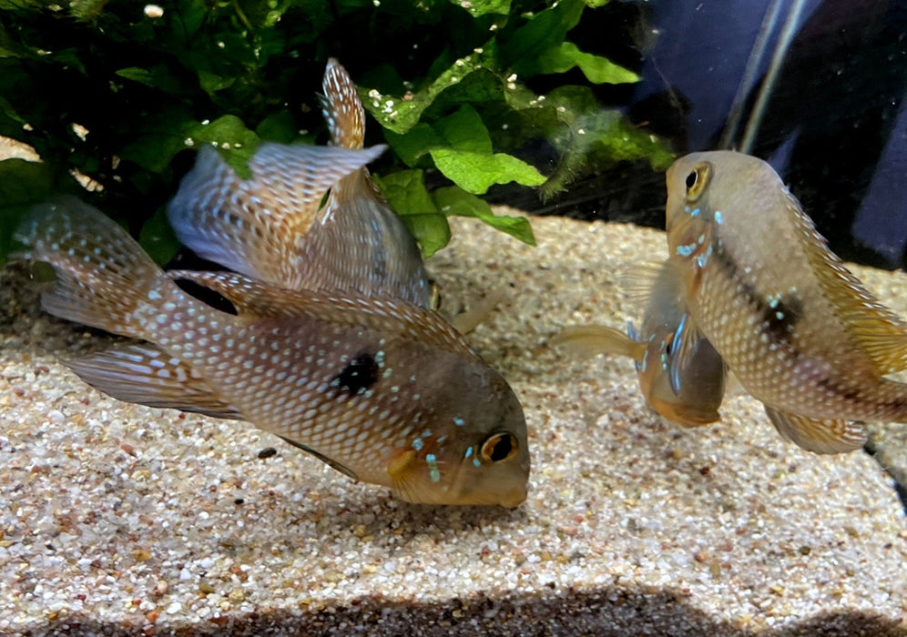 zzz SONDERPREIS - 7er-Gruppe - Brasil-Perlmutt-Buntbarsch - Geophagus „brasiliensis“ aqua-teck