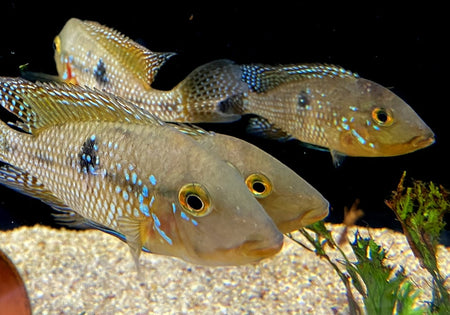 Brasil-Perlmutt-Buntbarsch - Geophagus brasiliensis image