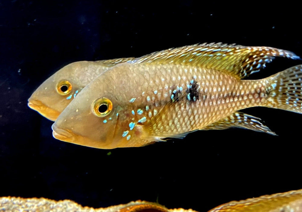 zzz SONDERPREIS - 7er-Gruppe - Brasil-Perlmutt-Buntbarsch - Geophagus „brasiliensis“ aqua-teck