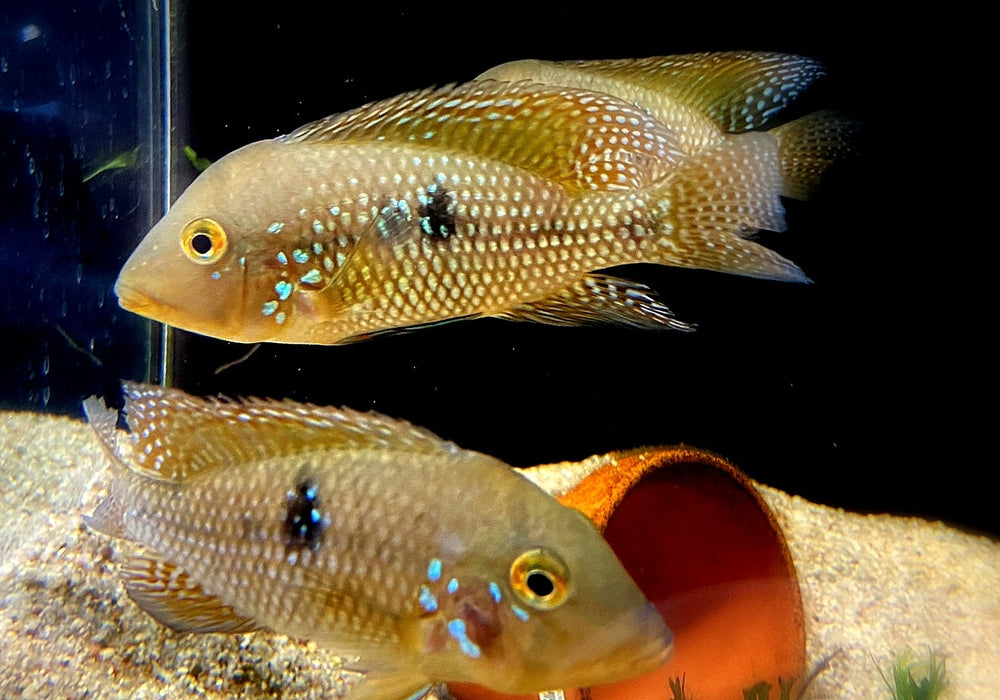 zzz SONDERPREIS - 7er-Gruppe - Brasil-Perlmutt-Buntbarsch - Geophagus „brasiliensis“ aqua-teck