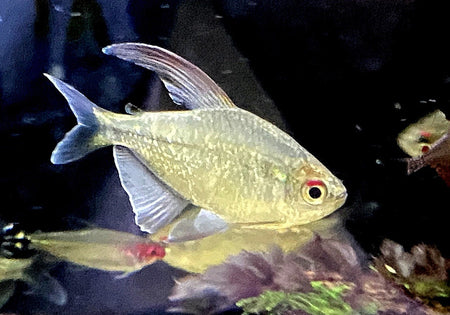 Brillantsalmler - Moenkhausia pitteri image