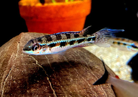 Gabelschwanz-Schachbrettbuntbarsch - Dicrossus filamentosus image