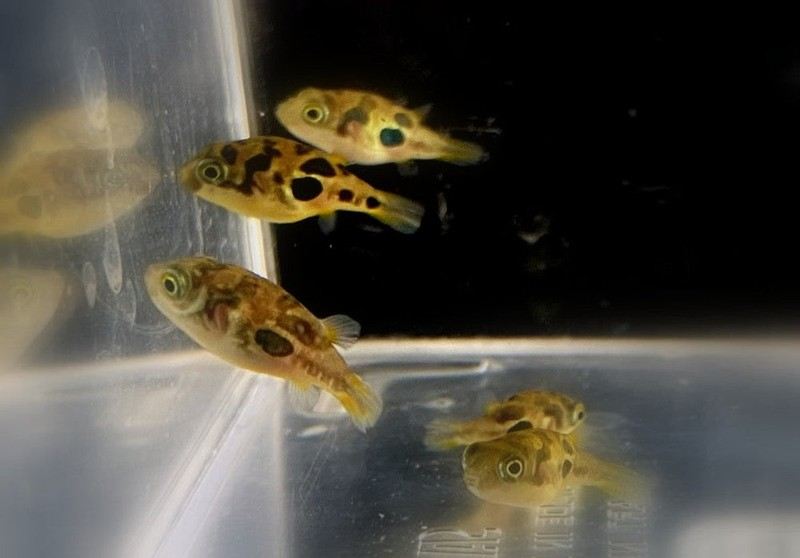 Erbsenkugelfisch - Carinotetraodon travancoricus aqua-teck