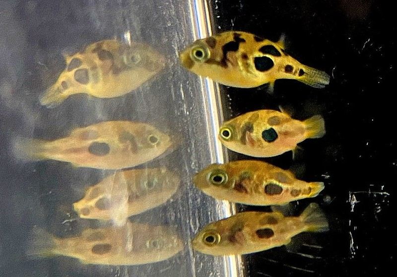 Erbsenkugelfisch - Carinotetraodon travancoricus aqua-teck