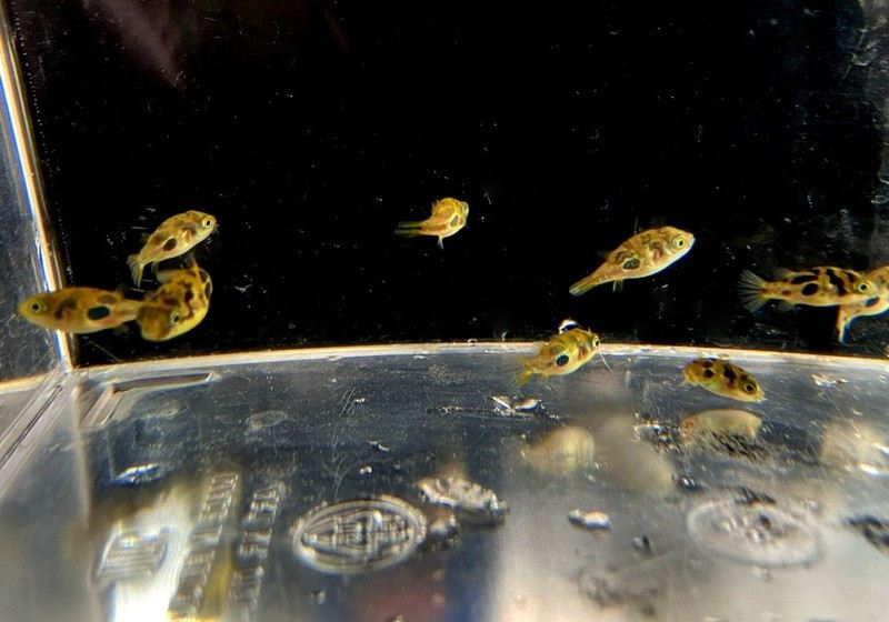 Erbsenkugelfisch - Carinotetraodon travancoricus aqua-teck